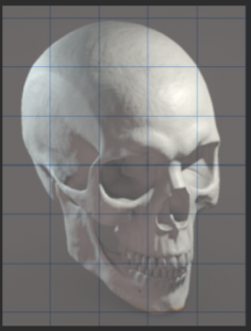 Cráneo con Cuadrícula de dibujo